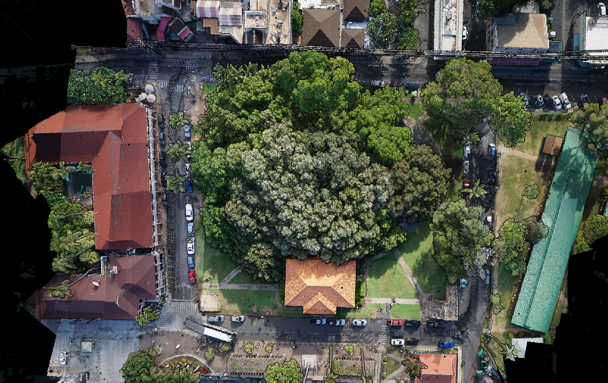 Historic Banyan Tree — Aerial LiDAR (Pre-2023)
